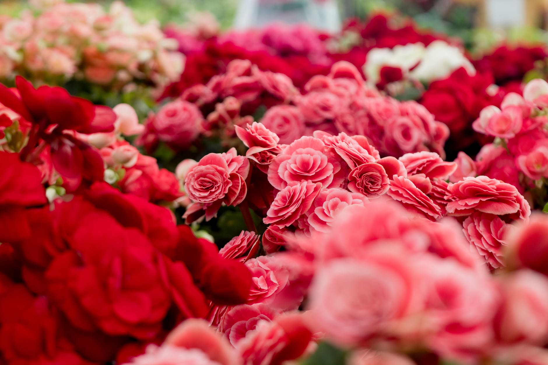 assorted varieties of flowers